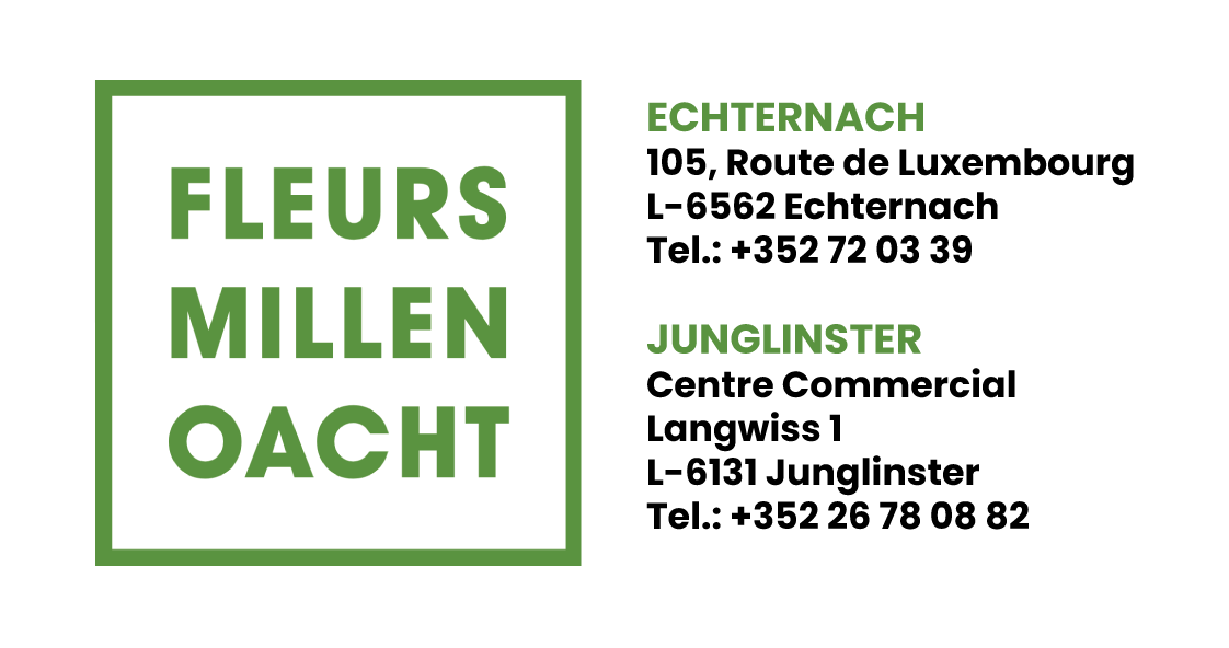 Fleurs Millenoacht